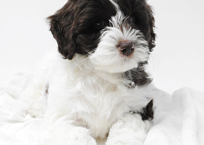 Black and sale white labradoodle puppy