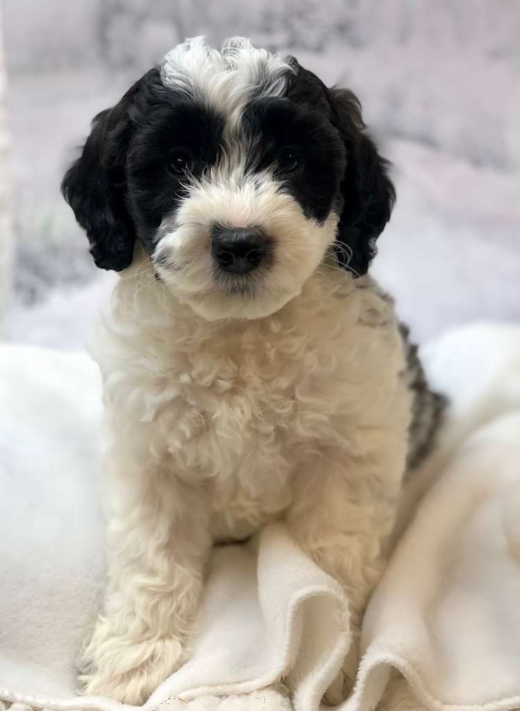 Black and white hot sale labradoodle for sale