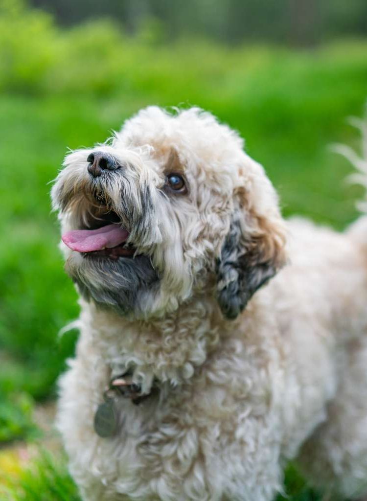 Labradoodle heaven hot sale