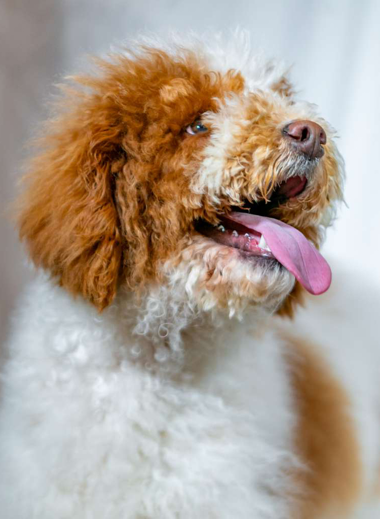 Montana Haven Labradoodles - Moose