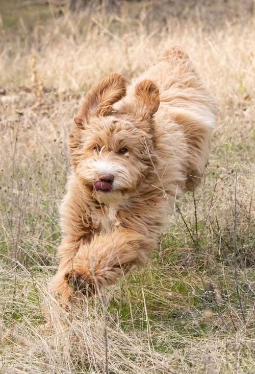 Our Labradoodle Girls | Montana Haven Labradoodles